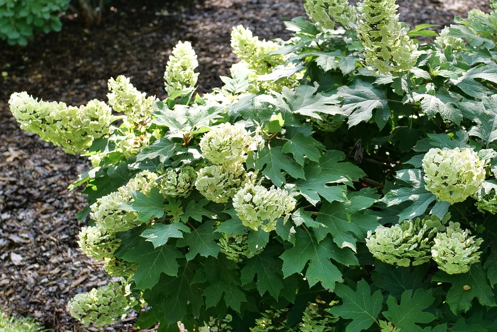 Oakleaf Hydrangea Gatsby Glow Ball&reg; 3 Gallon