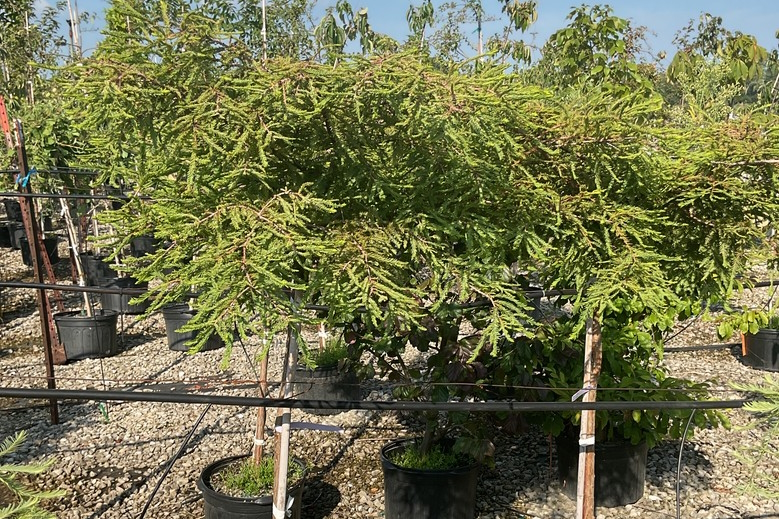 Bald Cypress 'Gee Whiz' 5 Gallon