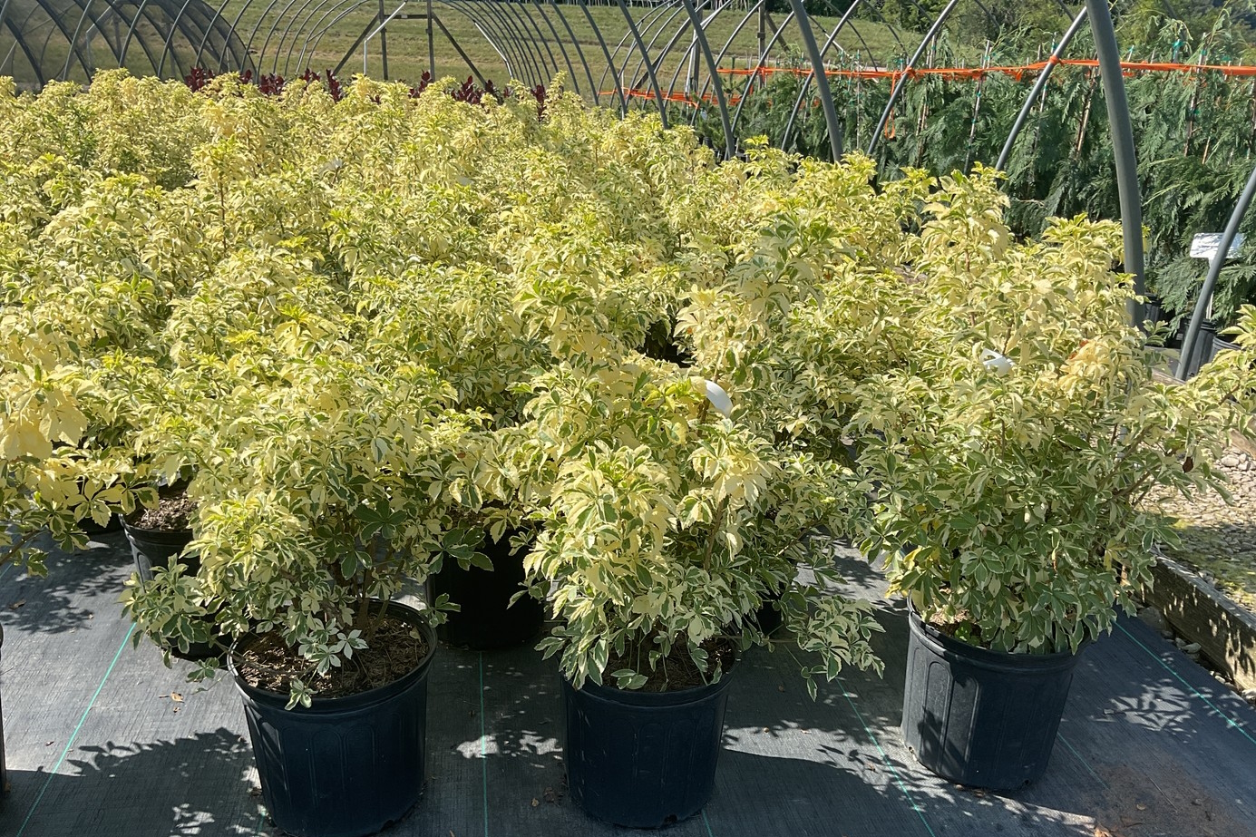 Variegated Fiveleaf Aralia 3 Gallon