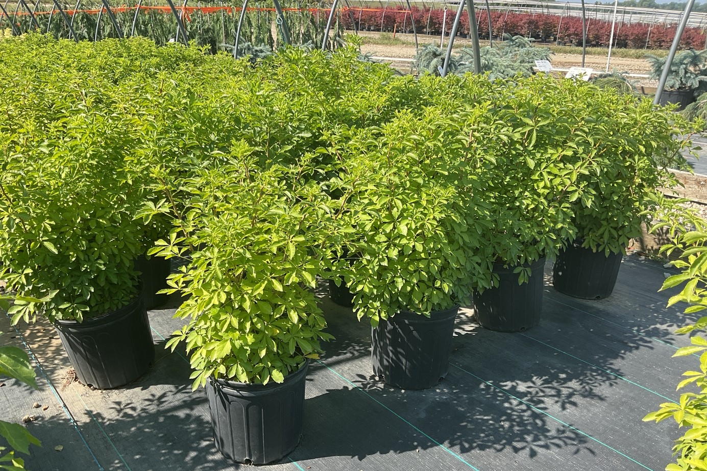 Fiveleaf Aralia 3 Gallon