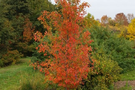 Blackgum 'Tupelo Tower' 10 Gallon