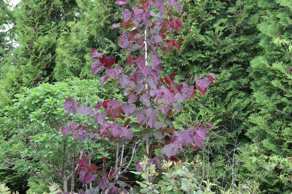 Redbud Tree Midnight Express&reg; 10 Gallon
