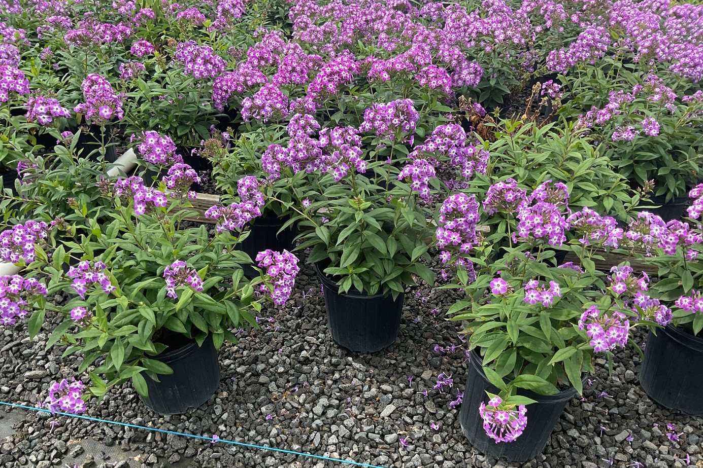 Summer Phlox 'Little Boy' 2 Gallon