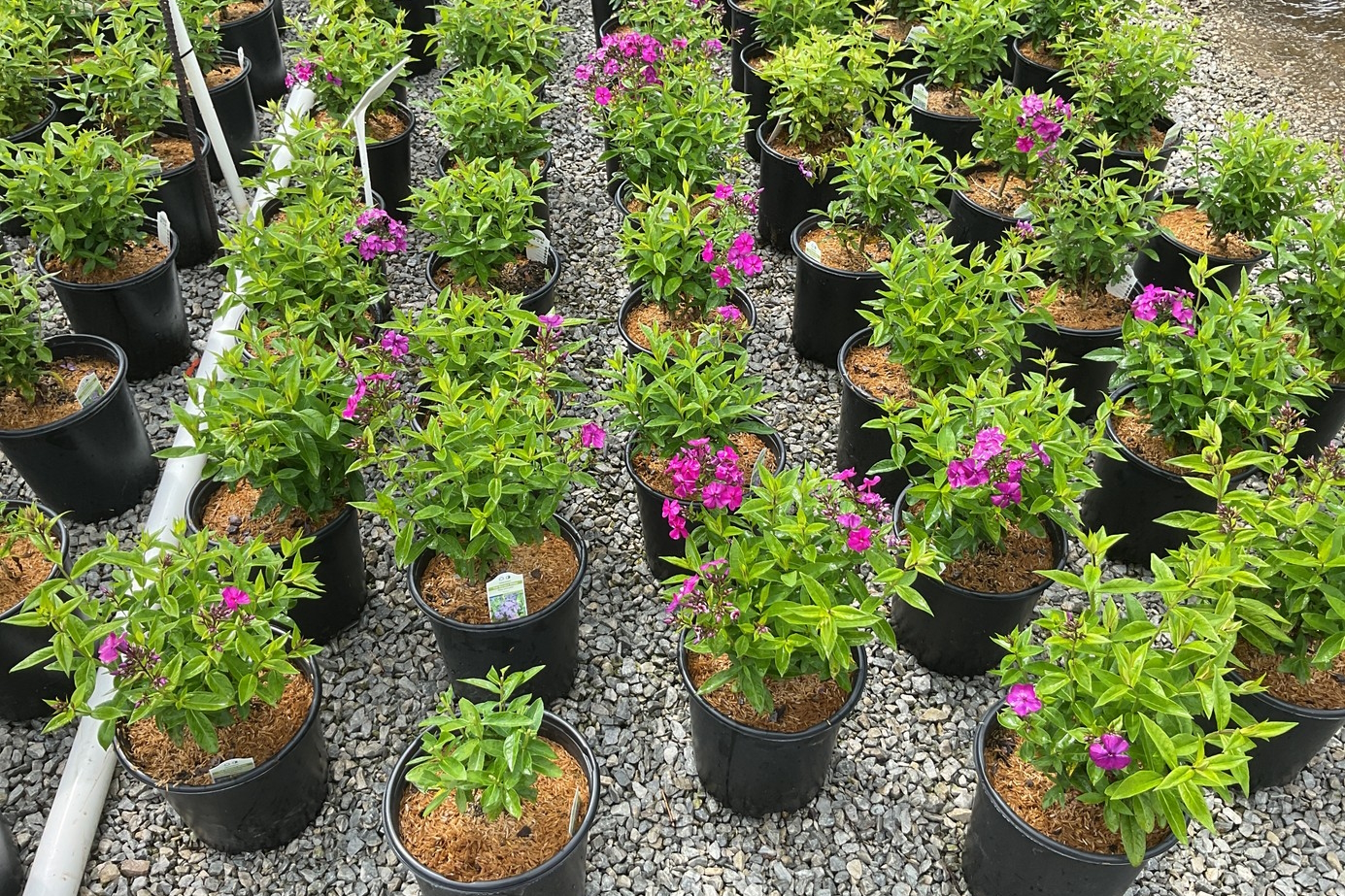 Summer Phlox 'Nicky' 2 Gallon