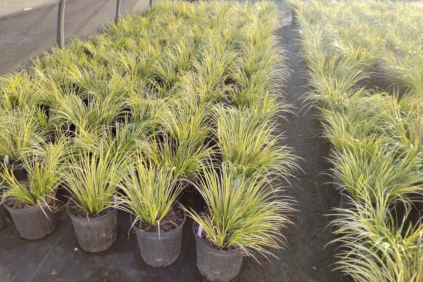 Sweet Flag 'Ogon' 2 Gallon