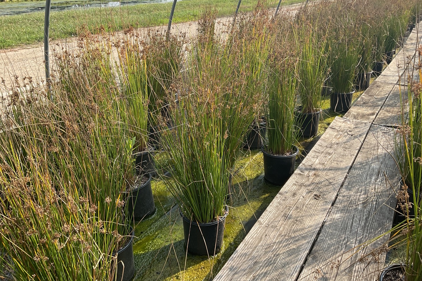 Common Rush 2 Gallon