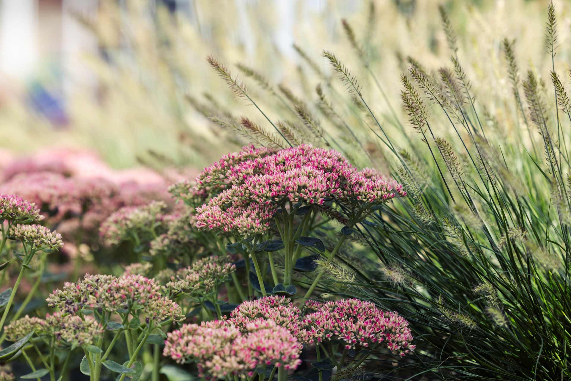Perennials