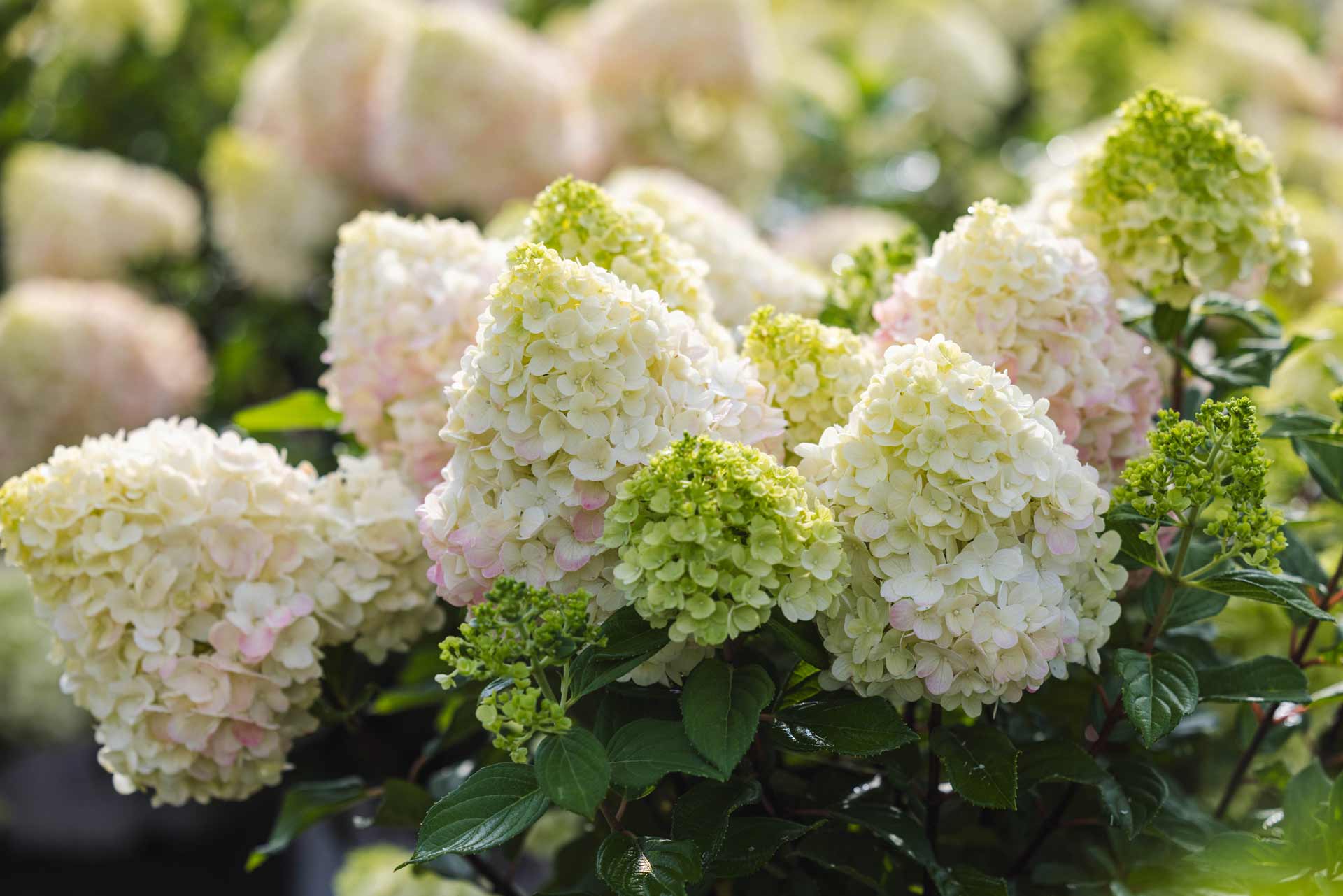 Shrubs
