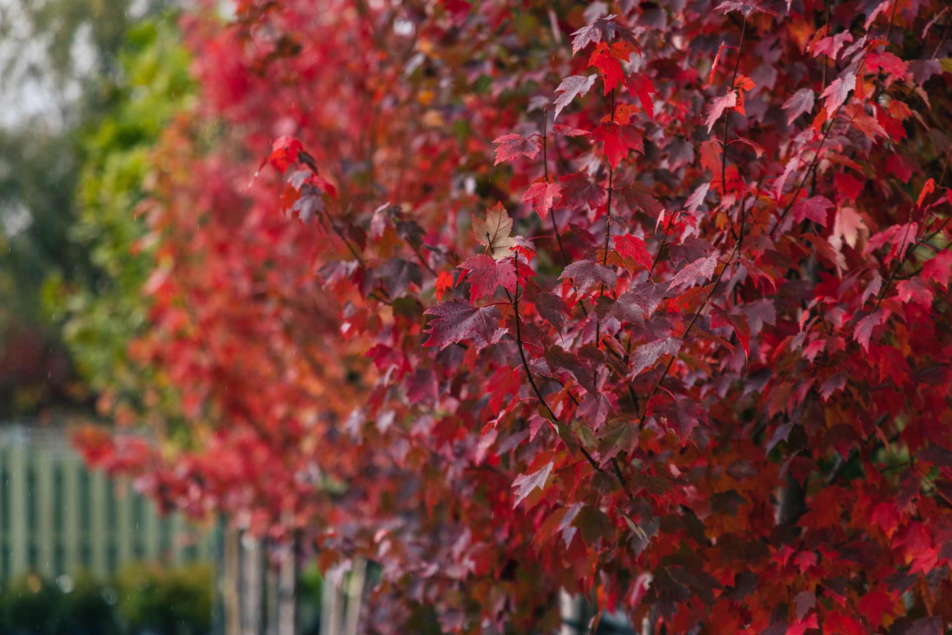 Trees