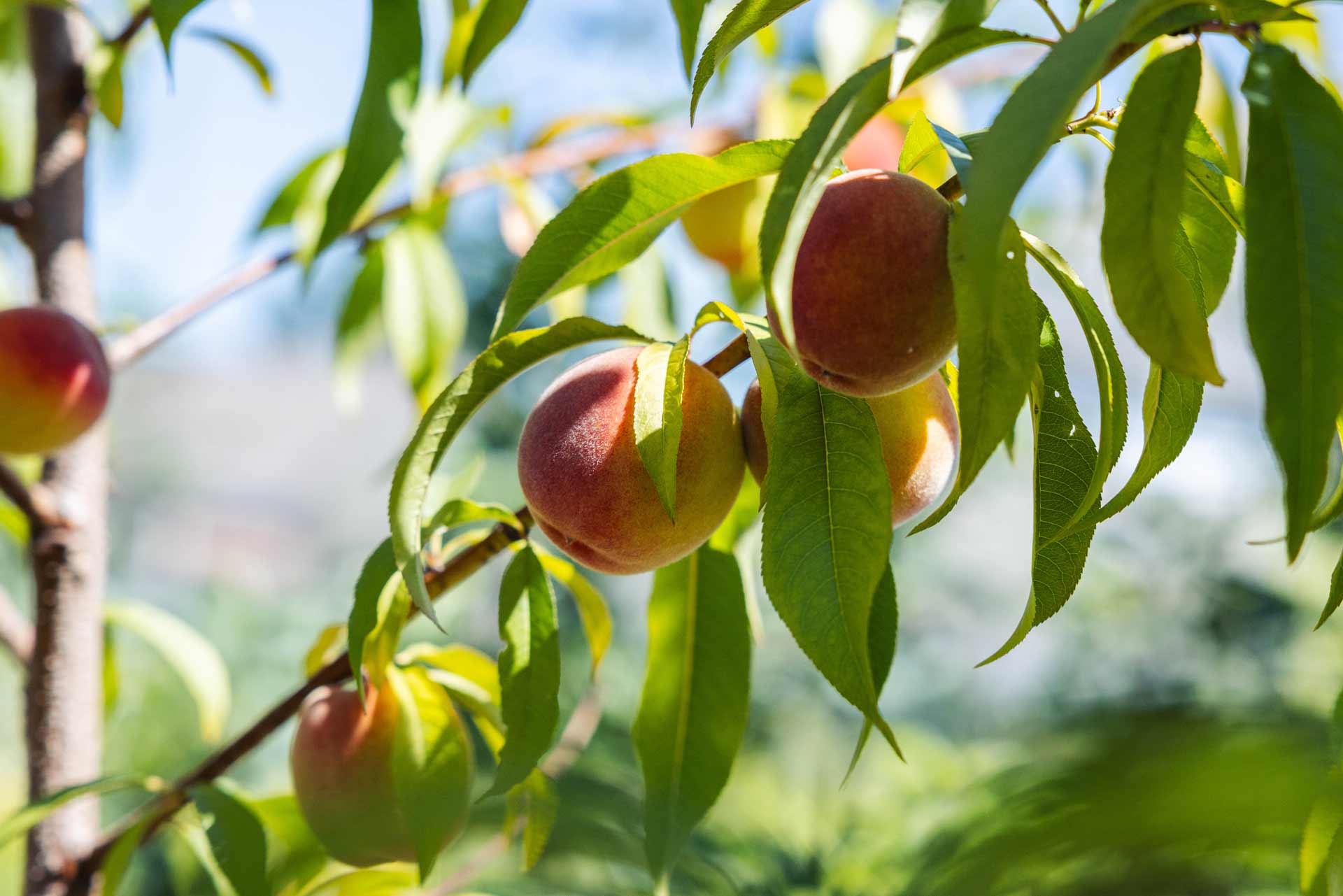 Fruit Trees & Shrubs