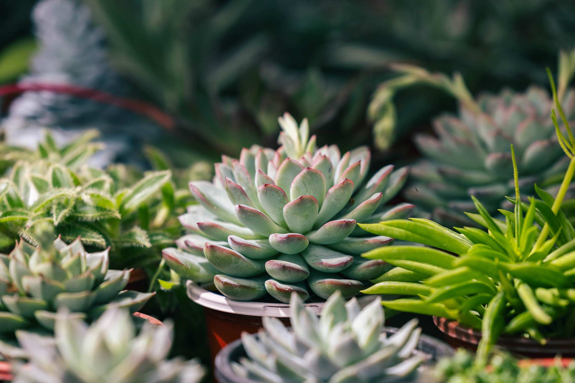 Succulents & Cactus