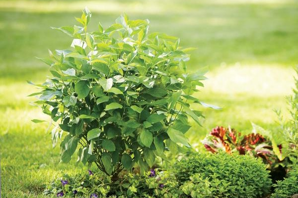 Red Twig Dogwood Arctic Fire&reg; 7 Gallon