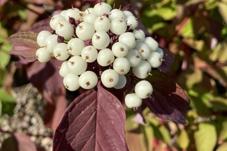 Red Twig Dogwood 'Bailey' 3 Gallon