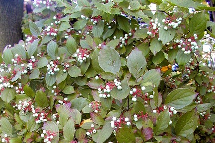 Gray Dogwood 5 Gallon