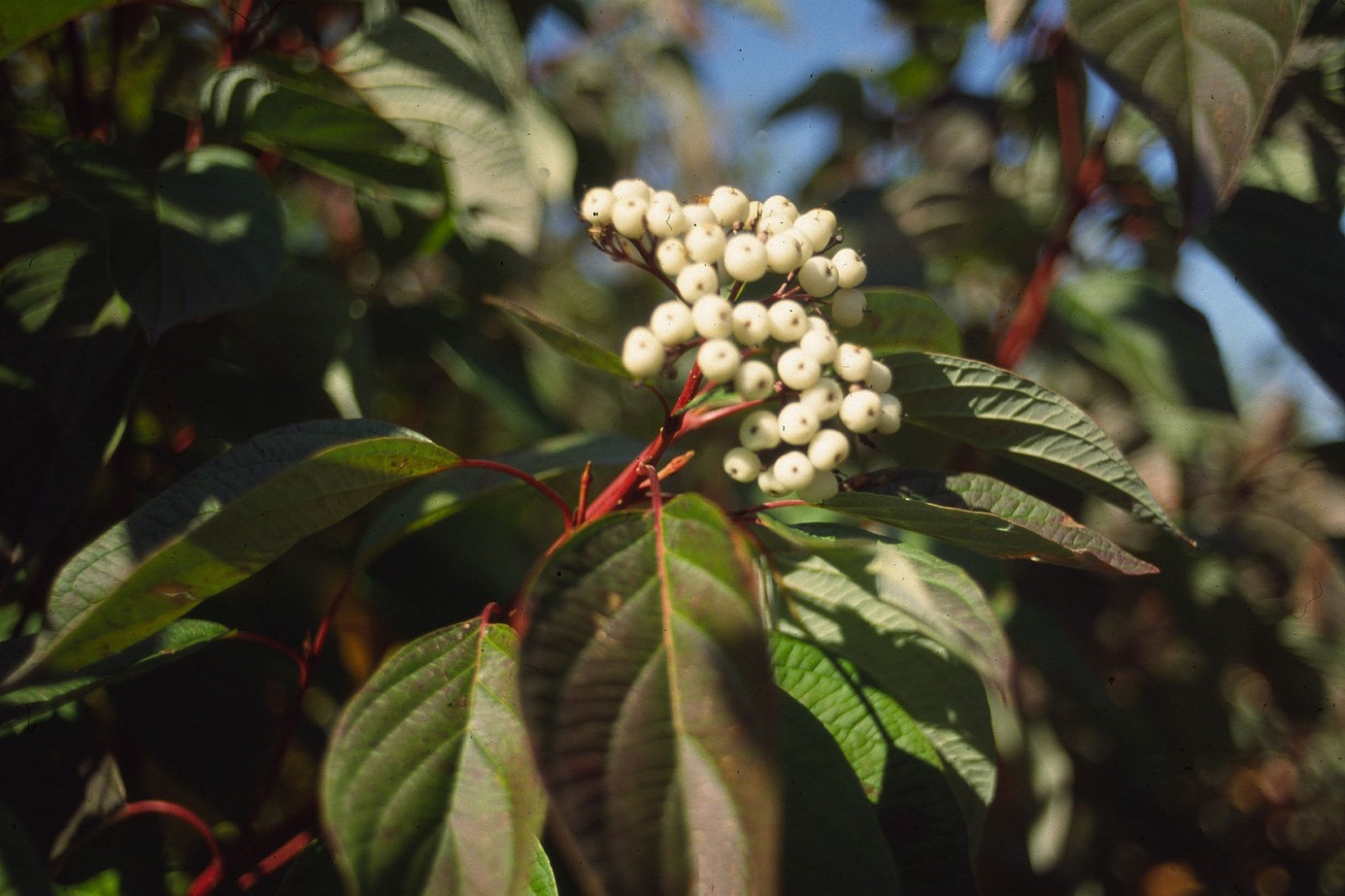 Red Twig Dogwood 'Isanti' 5 Gallon