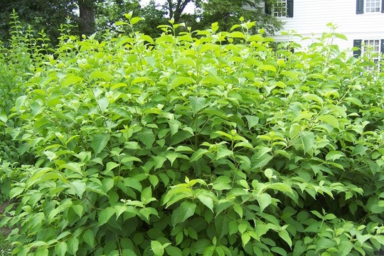 Silky Dogwood 5 Gallon