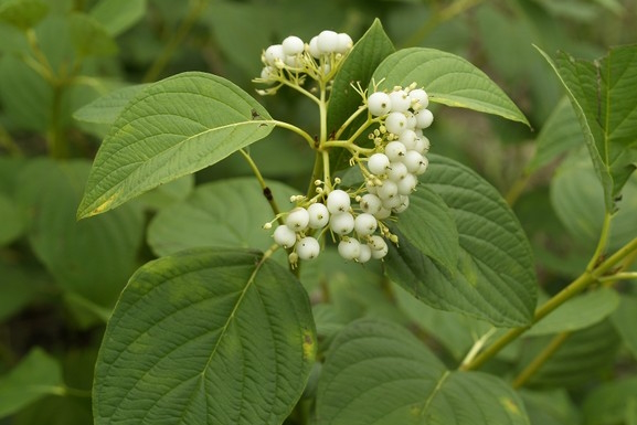 Yellow Twig Dogwood 'Bud's Yellow' 3 Gallon