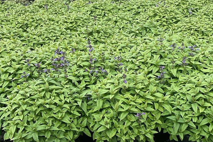 Large-flowered Catmint Neptune&trade; 2 Gallon
