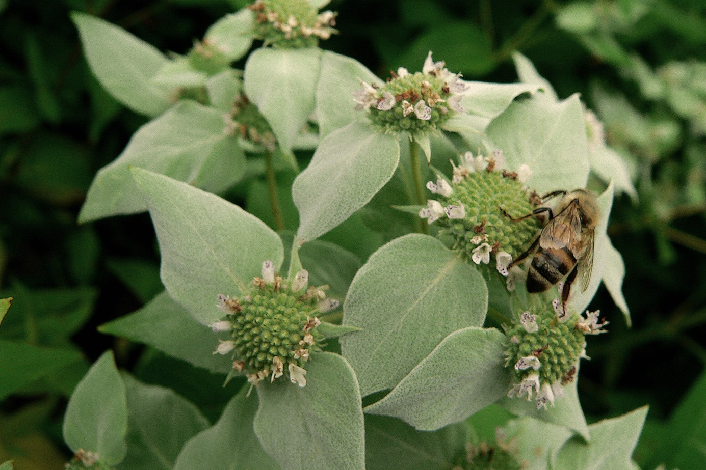 Mountain Mint 2 Gallon