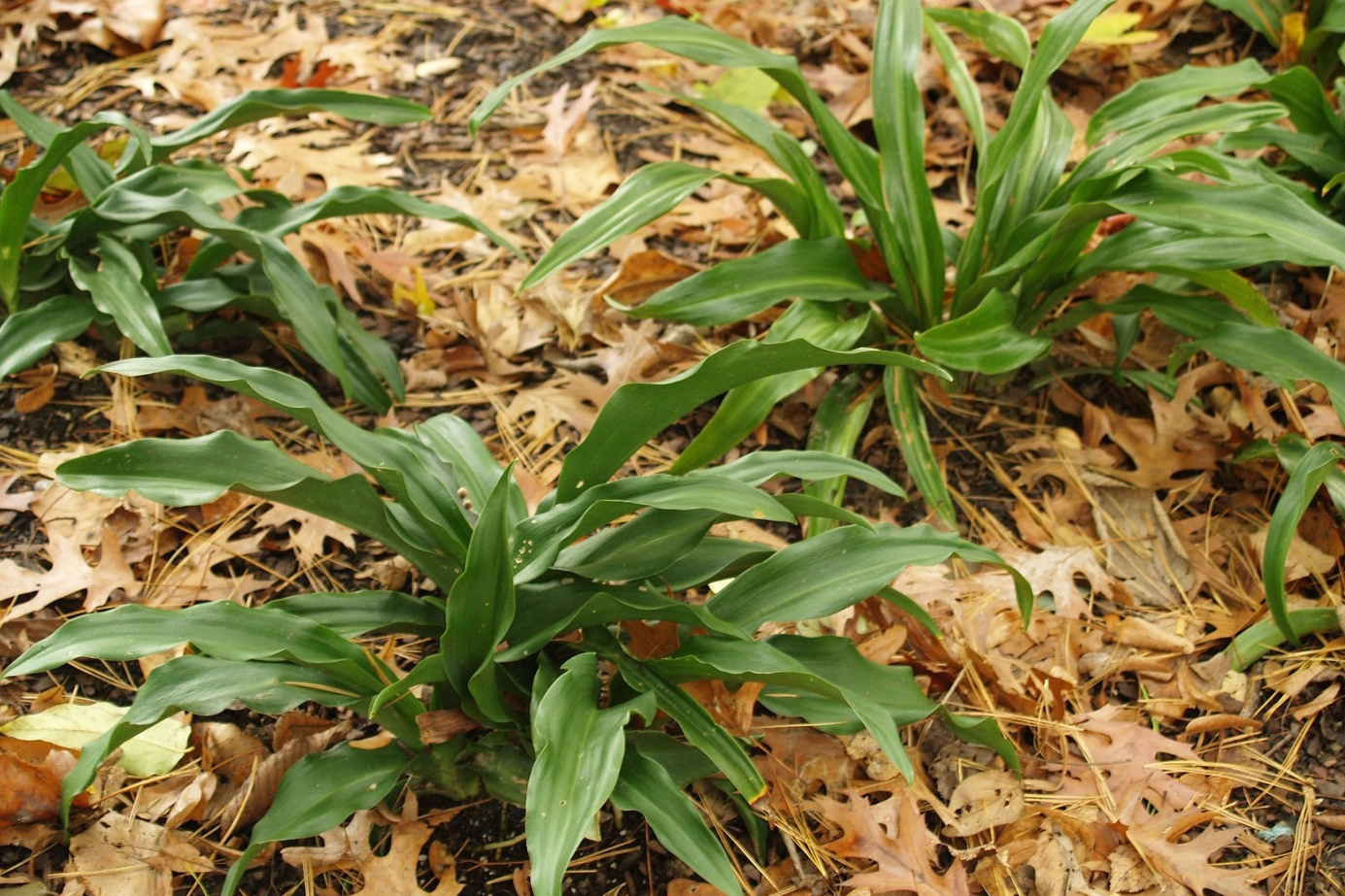 Japanese Sacred Lily 2 Gallon