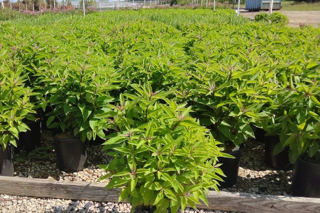 Joe Pye Weed 'Baby Joe' 2 Gallon