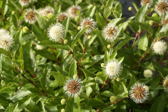 Buttonbush Magical&reg; Moonlight 3 Gallon
