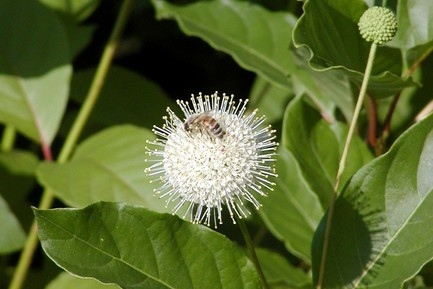 Buttonbush 3 Gallon