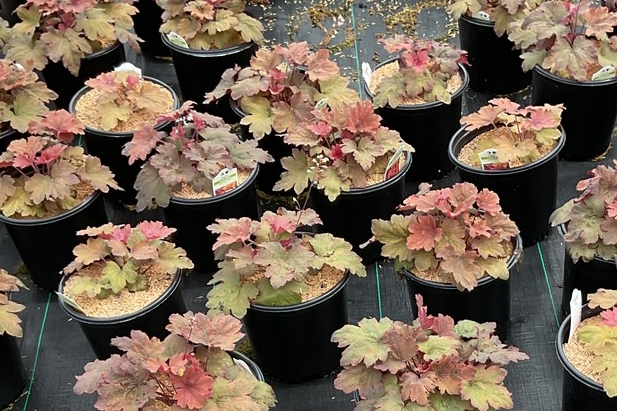 Heucherella 'Sweet Tea' 2 gallon