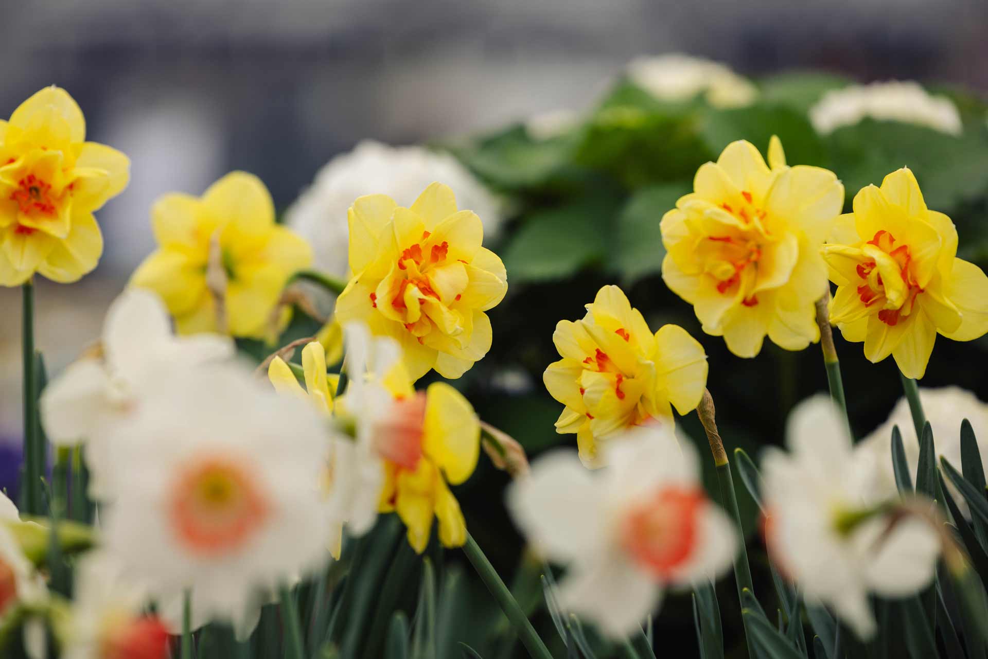 Spring Blooming Bulbs