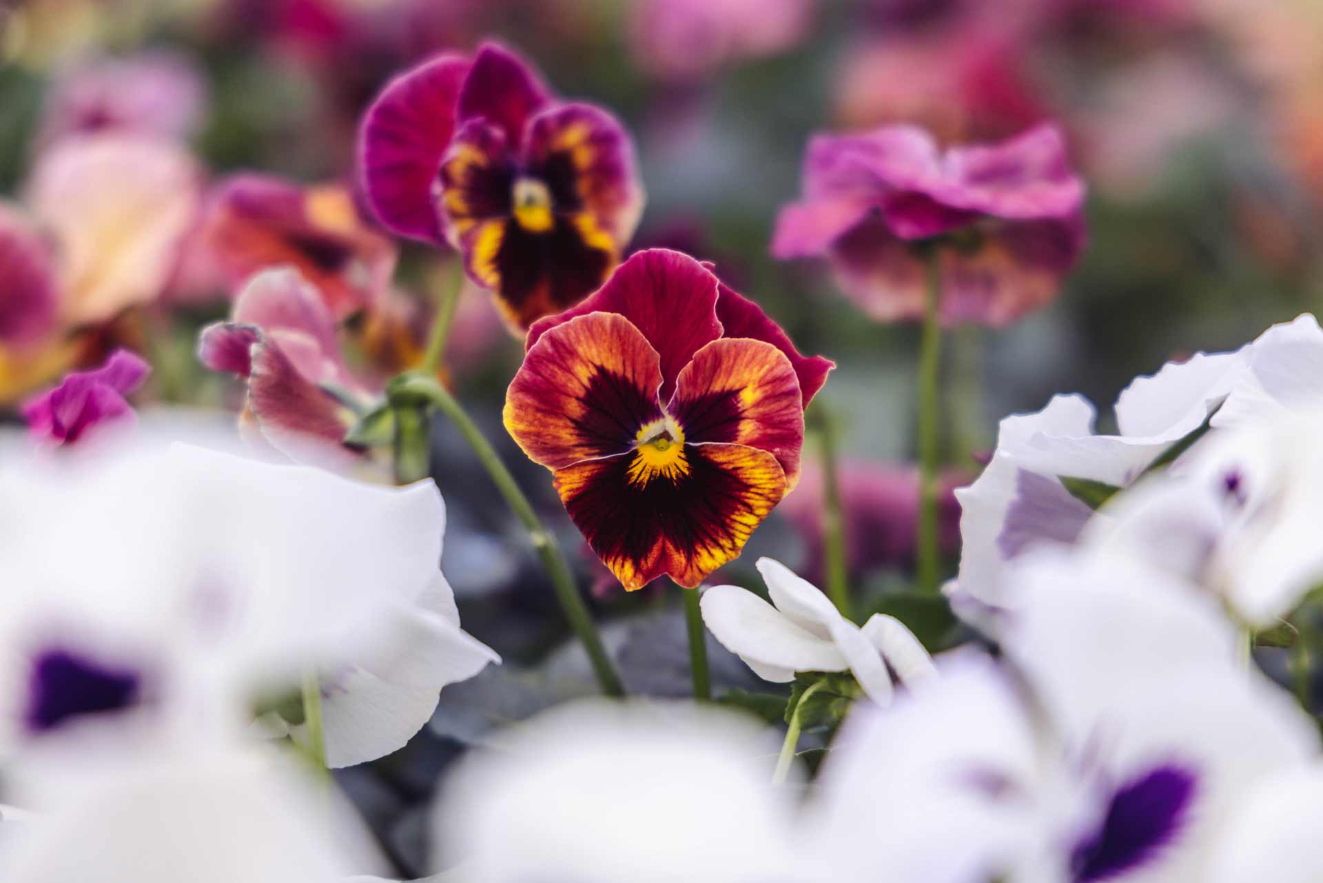 Pansies & Violas