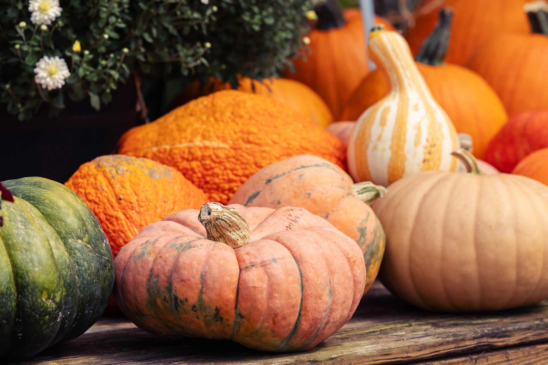 Pumpkins and Décor
