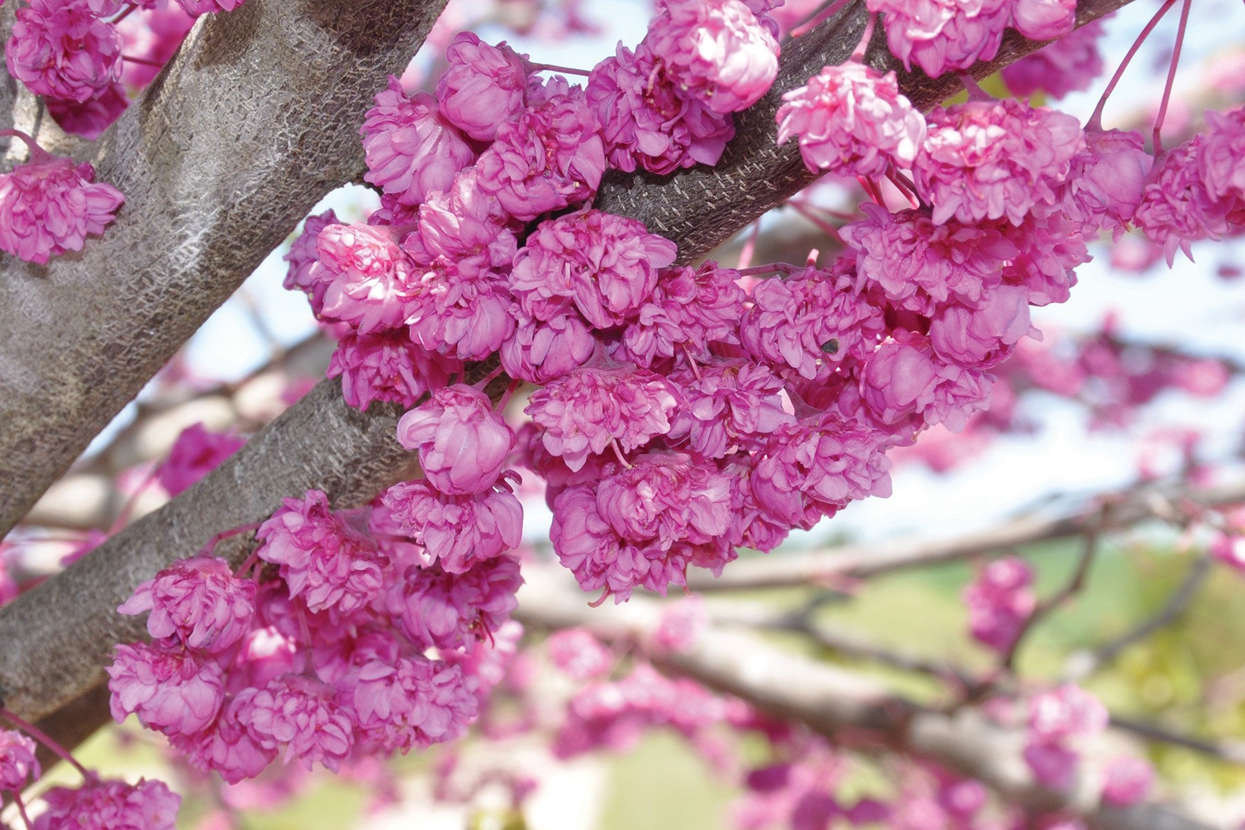Redbud Tree 'Pink Pom Poms' 10 Gallon