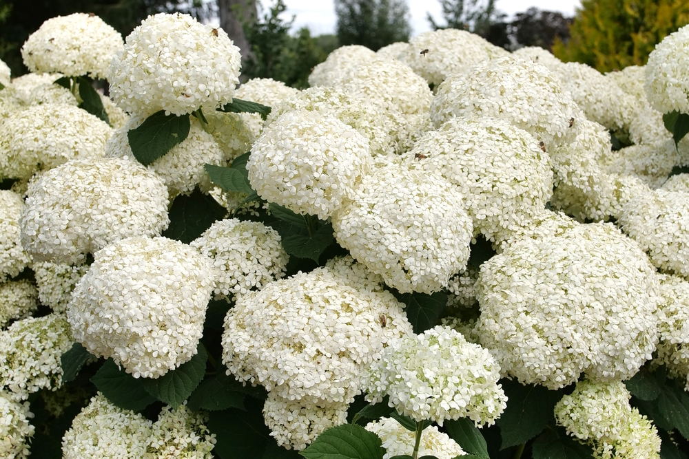 Smooth Hydrangea Incrediball&reg; Storm Proof&trade; 3 Gallon