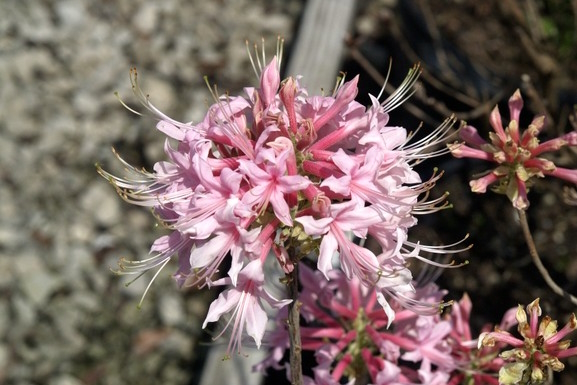 Deciduous Azalea Camilla's Blush 7 Gallon