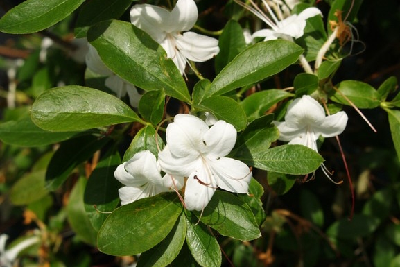 Deciduous Azalea 'Weston's Innocence' 7 Gallon