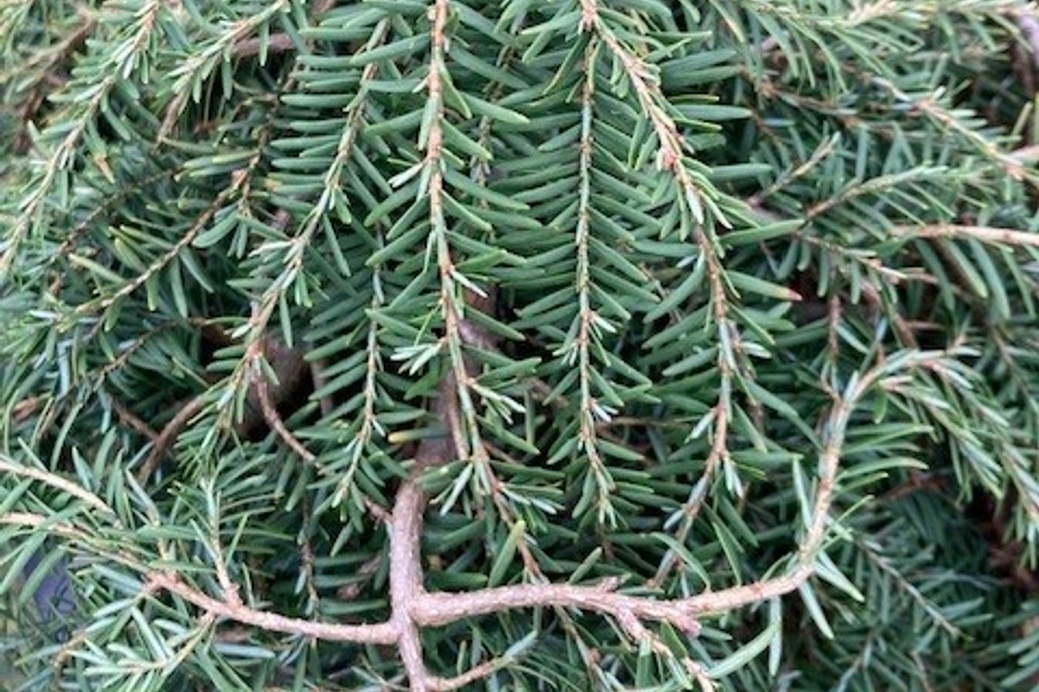 Groundcover Hemlock 'Cole's Prostrate' 3 Gallon