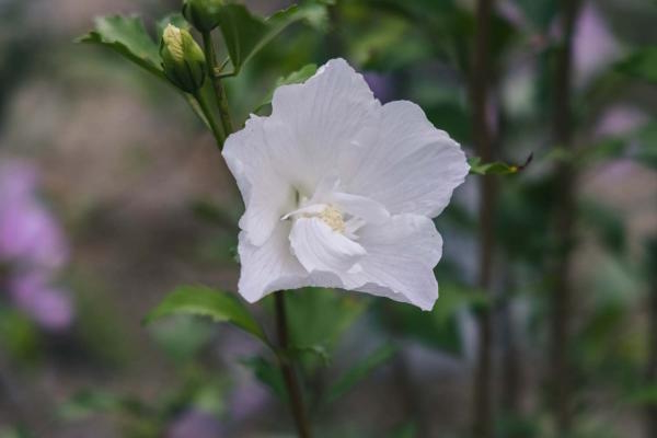 Rose of Sharon White Pillar&reg; 7 Gallon