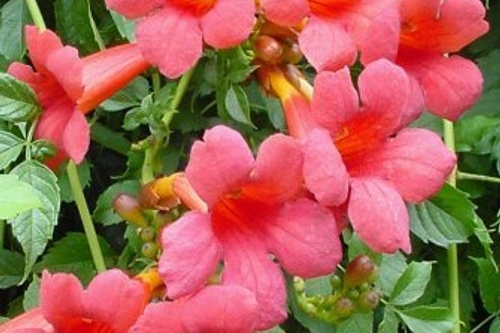 Trumpet Vine 'Minnesota Red' 5 Gallon