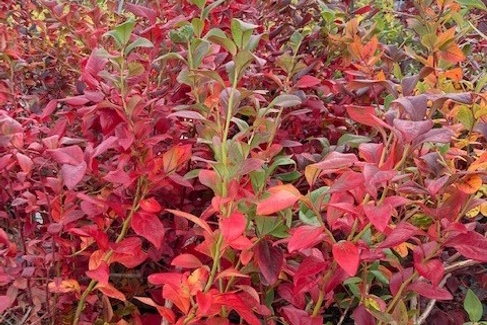 Blueberry 'Toro' 3 Gallon