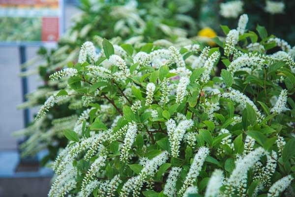 SWEETSPIRE HENRYS GARNET