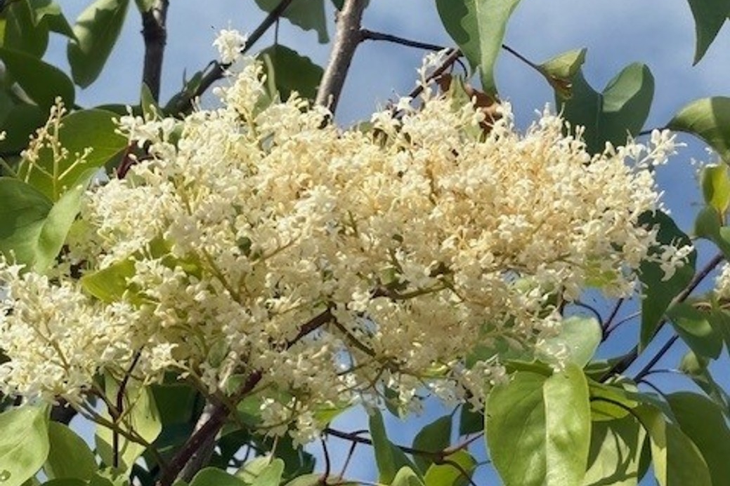 Peking Lilac Tree 'Great Wall' 15 gallon