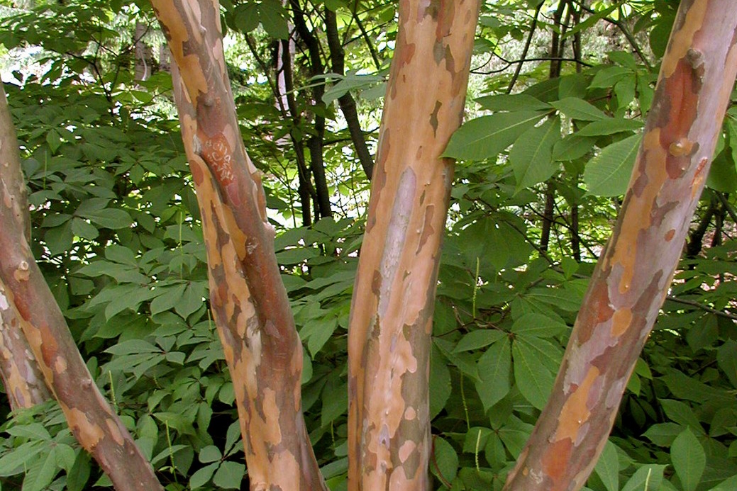 Japanese Stewartia Clump 5 Gallon