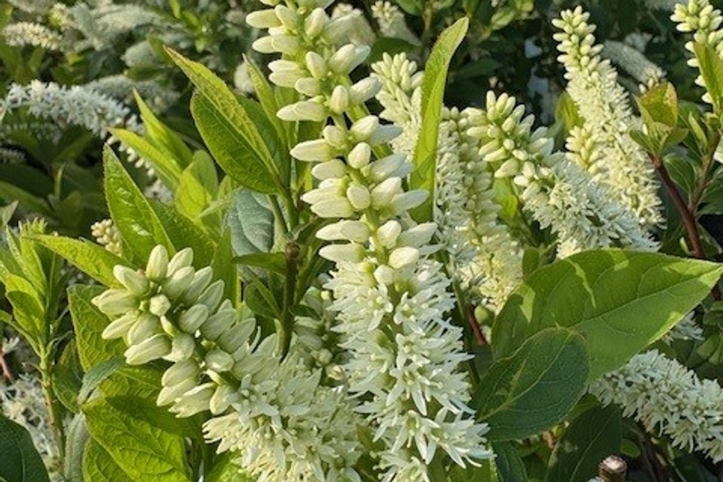 Sweetspire 'Merlot' 3 Gallon