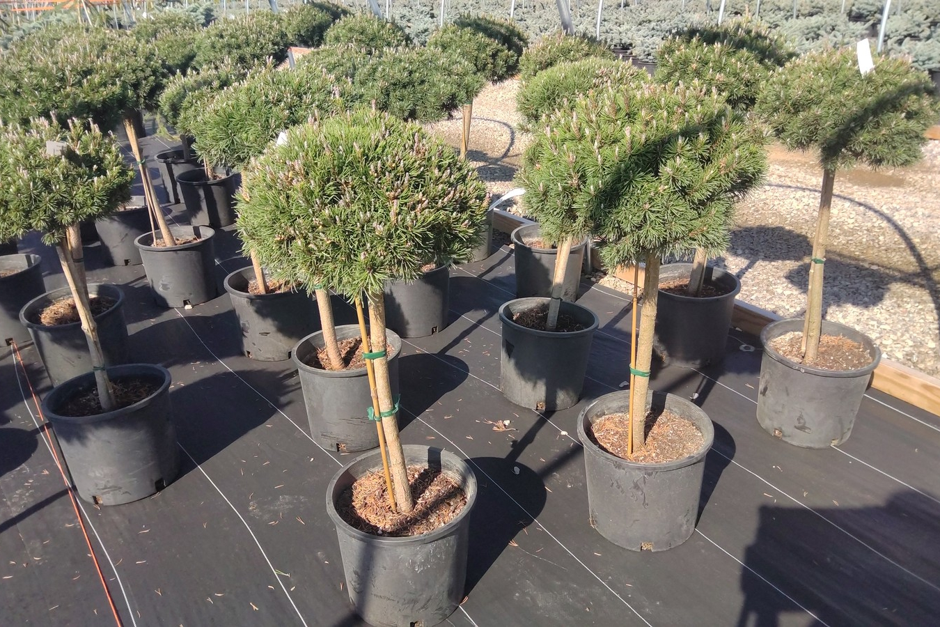 Mugo Pine 'Slowmound' on Standard 5 Gallon