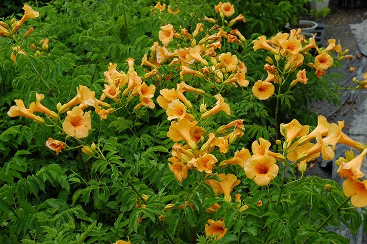 Trumpet Vine Summer Jazz&trade; 'Sunrise Gold' 3 Gallon