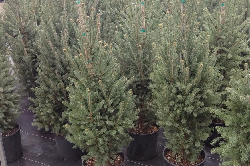White Spruce 'North Pole' 3 Gallon