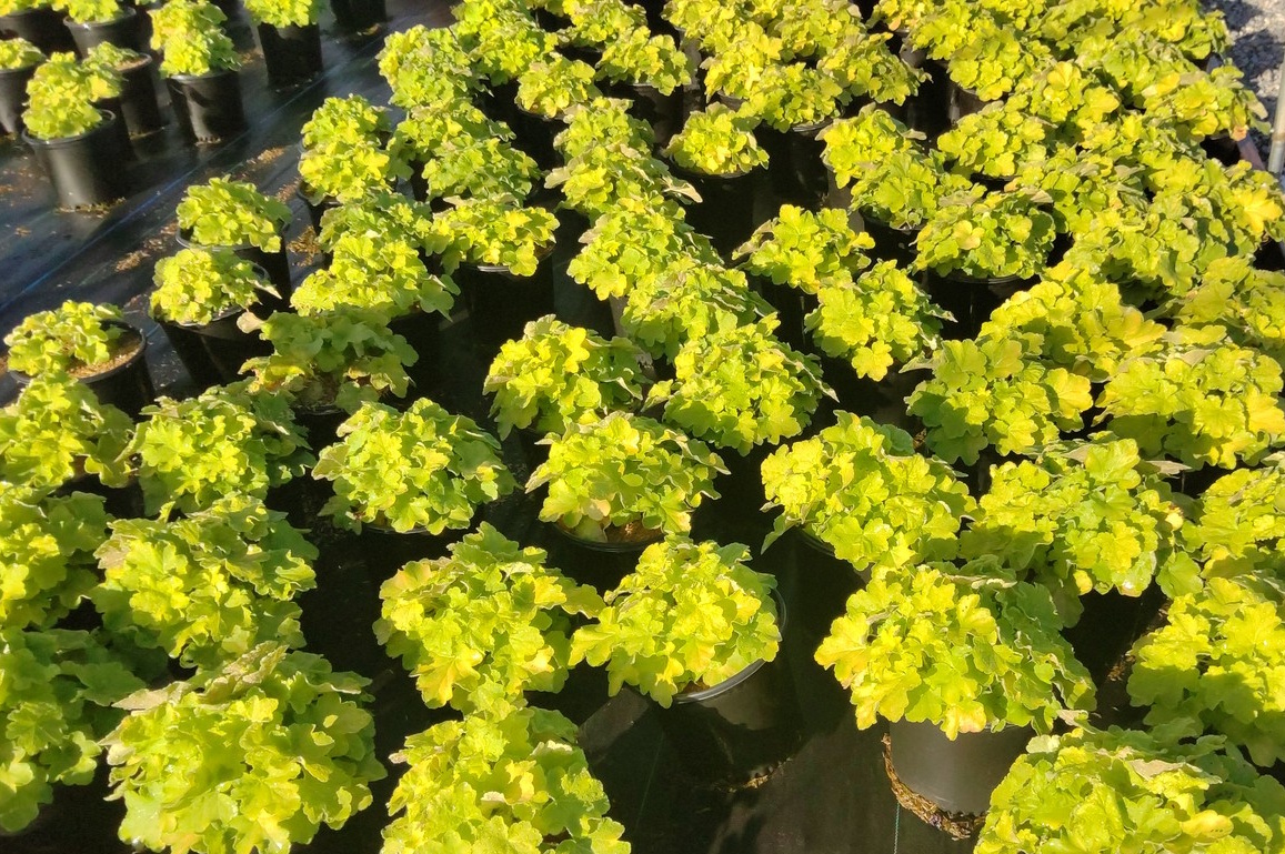 Coral Bells 'Citronelle' 1 Gallon