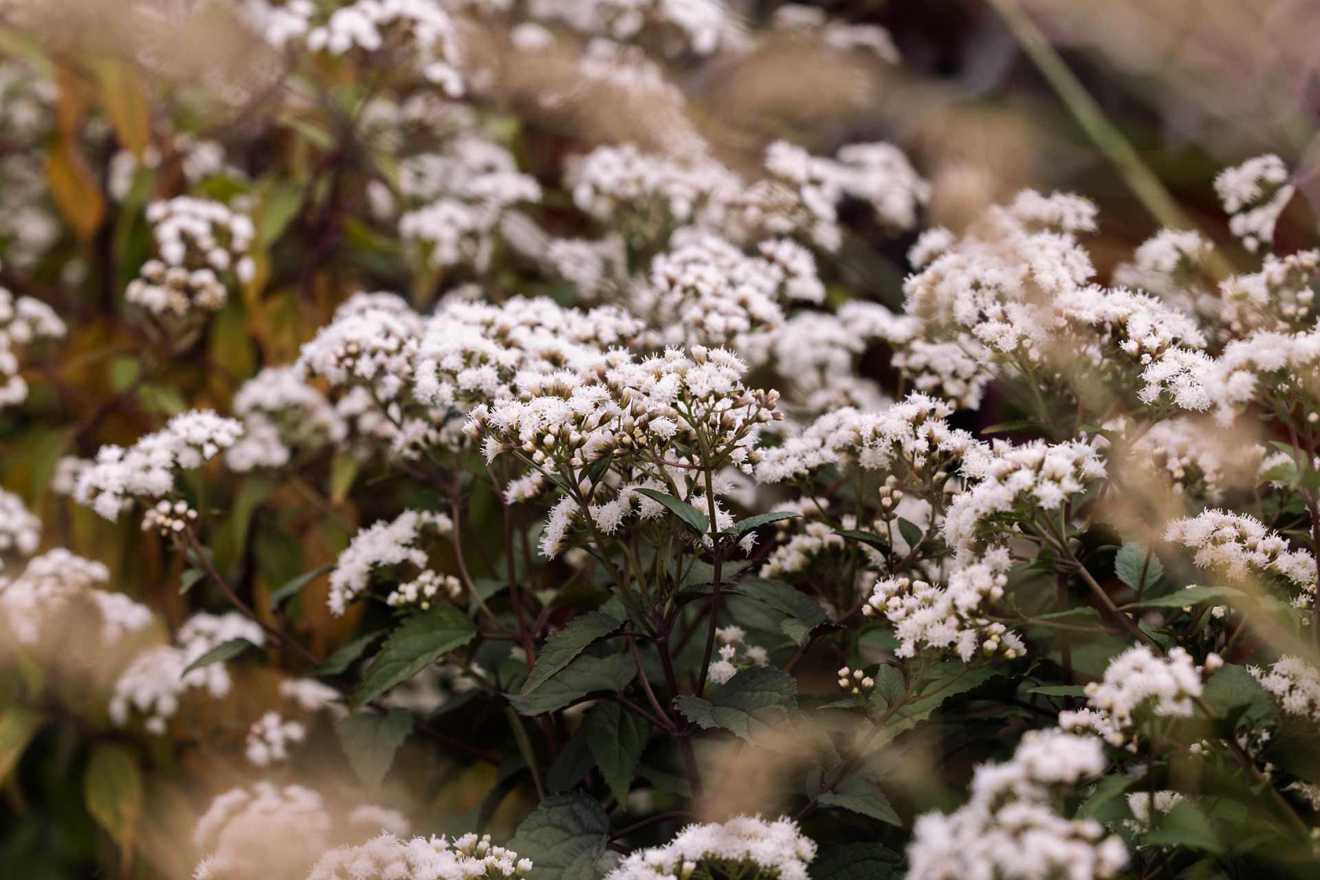 Joe Pye Weed 'Chocolate Boneset' 2 Gallon