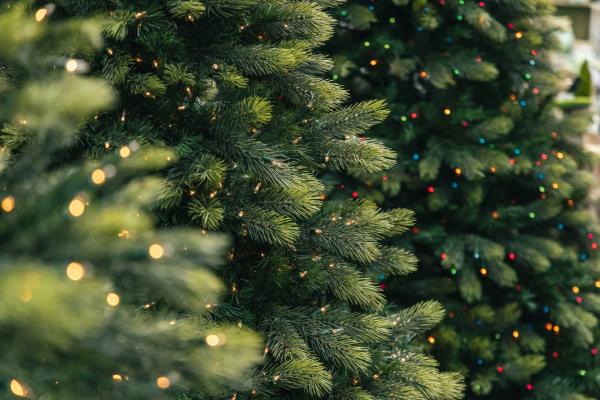 Premium Prestige Clear Incandescent Tree  6.5'