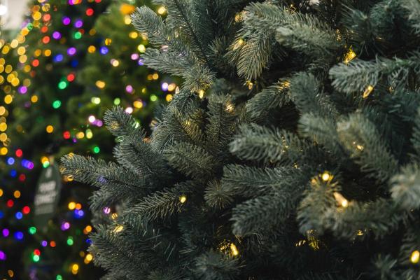 Premium Blue Noble Fir Dual Color&reg; Tree 7.5'